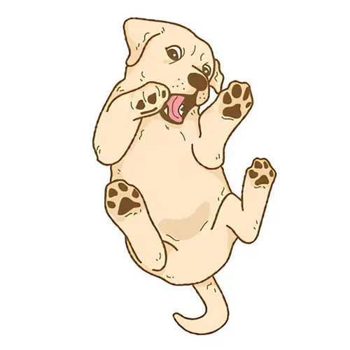 Labrador sable Chewie - Les photos de mon chien de 2010 à 2014 Labrador sable Chewie - Les photos de mon chien de 2010 à 2014