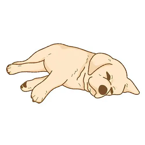 Labrador sable Chewie - Les photos de mon chien de 2015 à 2019 Labrador sable Chewie - Les photos de mon chien de 2015 à 2019