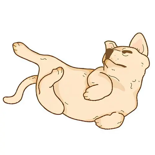 Labrador sable Chewie - Les videos de mon chien Labrador sable Chewie - Les videos de mon chien