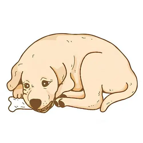 Anecdotes et bétises de mon chien Chewie Anecdotes et bétises de mon chien Chewie